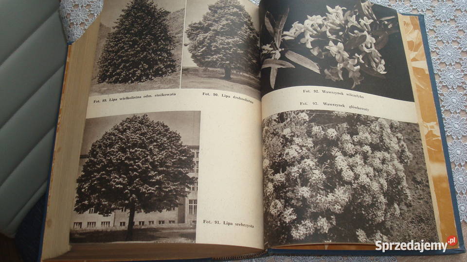 Drzewoznawstwo Białobok js