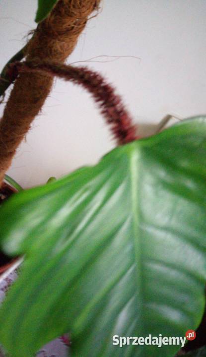 0045 Kwiaty doniczkowe Philodendron squamiferum mazowieckie Warszawa