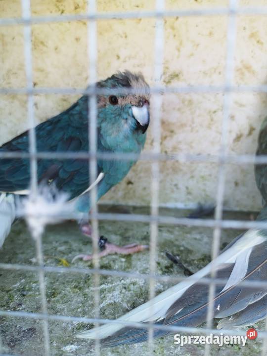 Modrolotki niebieskie para dolnośląskie Wilczyce sprzedam