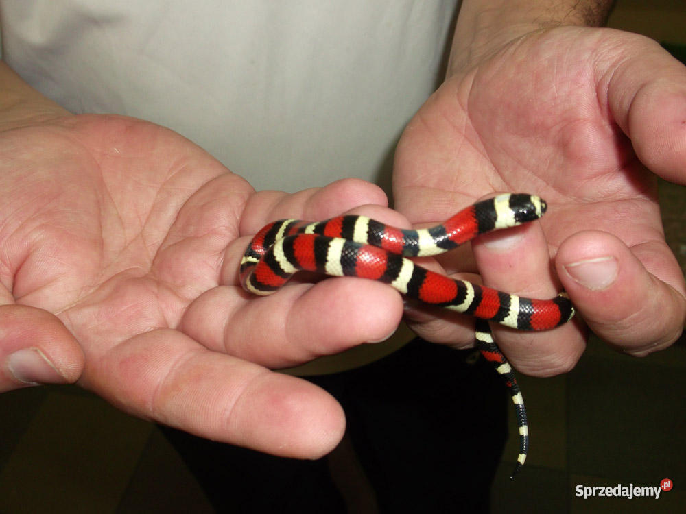 Wąż mleczny śląskie Dąbrowa Górnicza