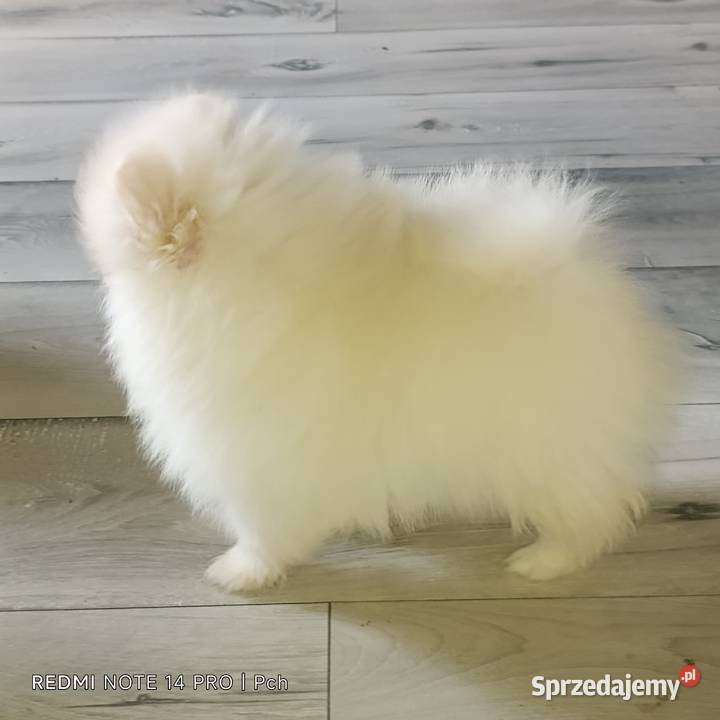 Szpic miniaturowy Przepiękne misie Szpic miniaturowy Zwierzęta Warszawa