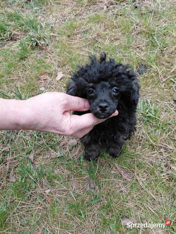 Pudel toy suczka phantom Wyszków