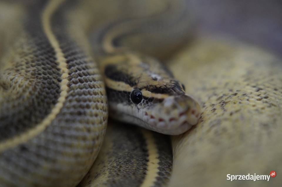 Waż pyton królewski Highway cb21 2100g regius Gdańsk