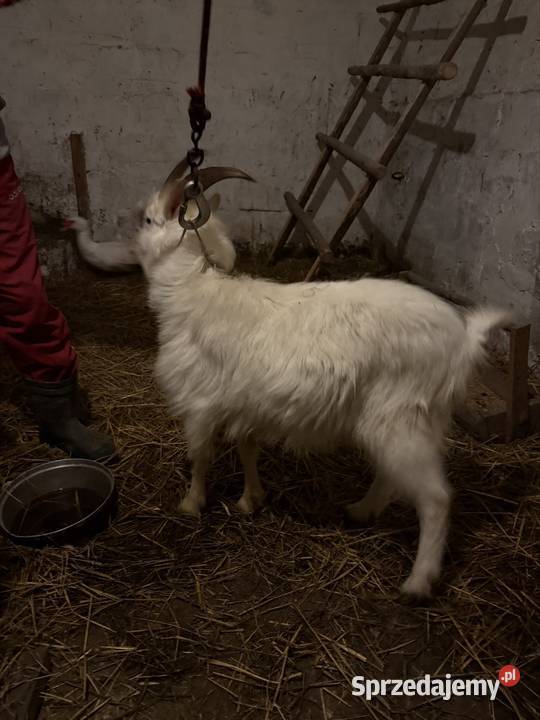Kozioł saneczki Bieliny