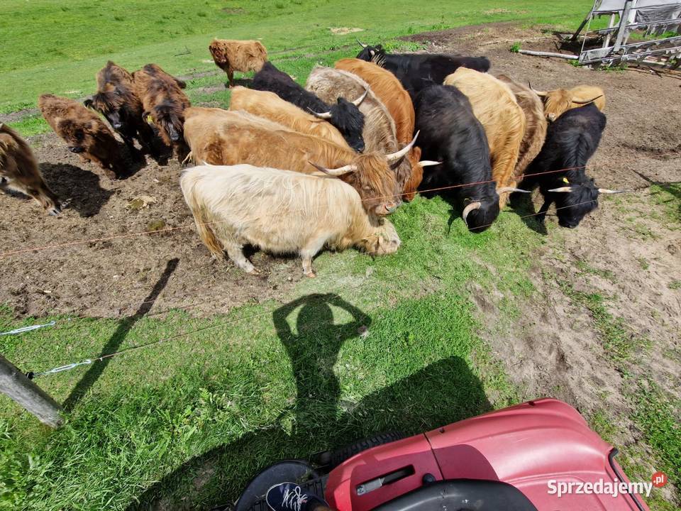 Sprzedam bydło szkockie Highland Cattle całe sprzedam
