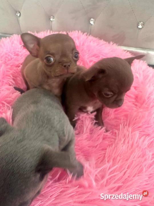 Chihuahua lubelskie Lublin