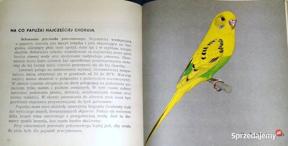 Papużki faliste Jan Landowski lubelskie Chełm