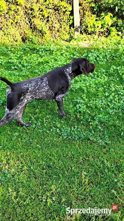 Wyżeł Niemiecki Krótkowłosy Łuków