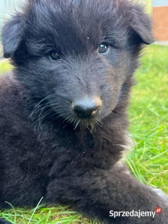 Owczarek belgijski groenendeal Tarnów