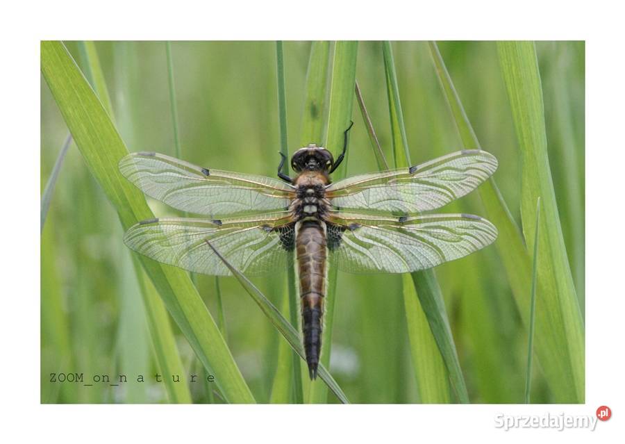 ZDJĘCIA przyrodnicze czI lubuskie Witnica sprzedam