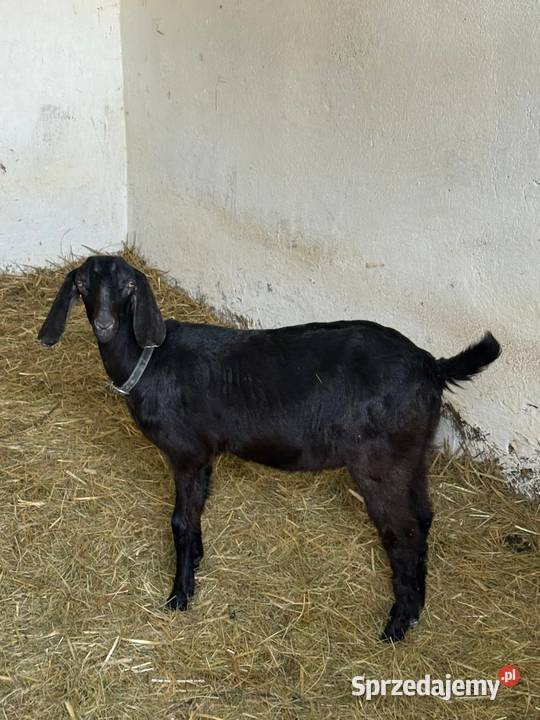 Kozy anglonubijskie Dębie
