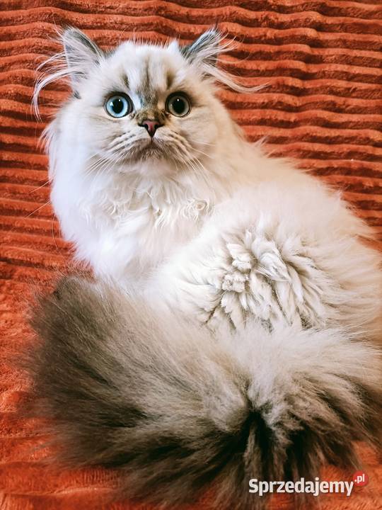 Kot brytyjski kocurek długowłosy point Warszawa