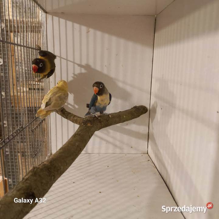 Nierozłączki czarnogłowe 2025r mazowieckie Garwolin sprzedam