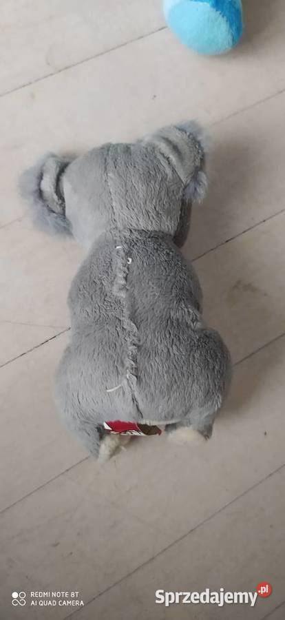 koala zabawka pluszowa pluszak maskotka Poznań