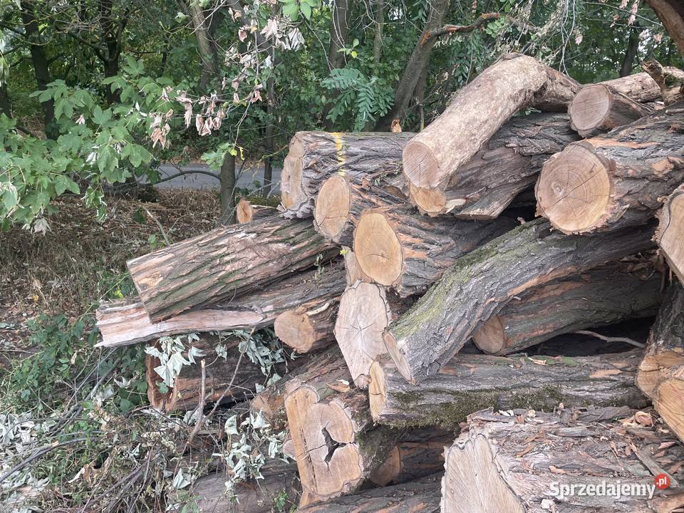 Sprzedam akacje dolnośląskie Cieszyny