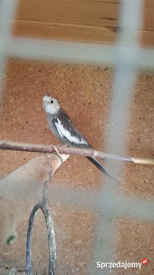 Papugi nimfy Polska Cerekiew