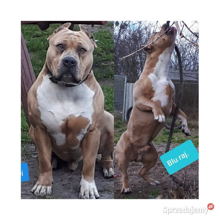 Amstaff Reproduktor Dęblin
