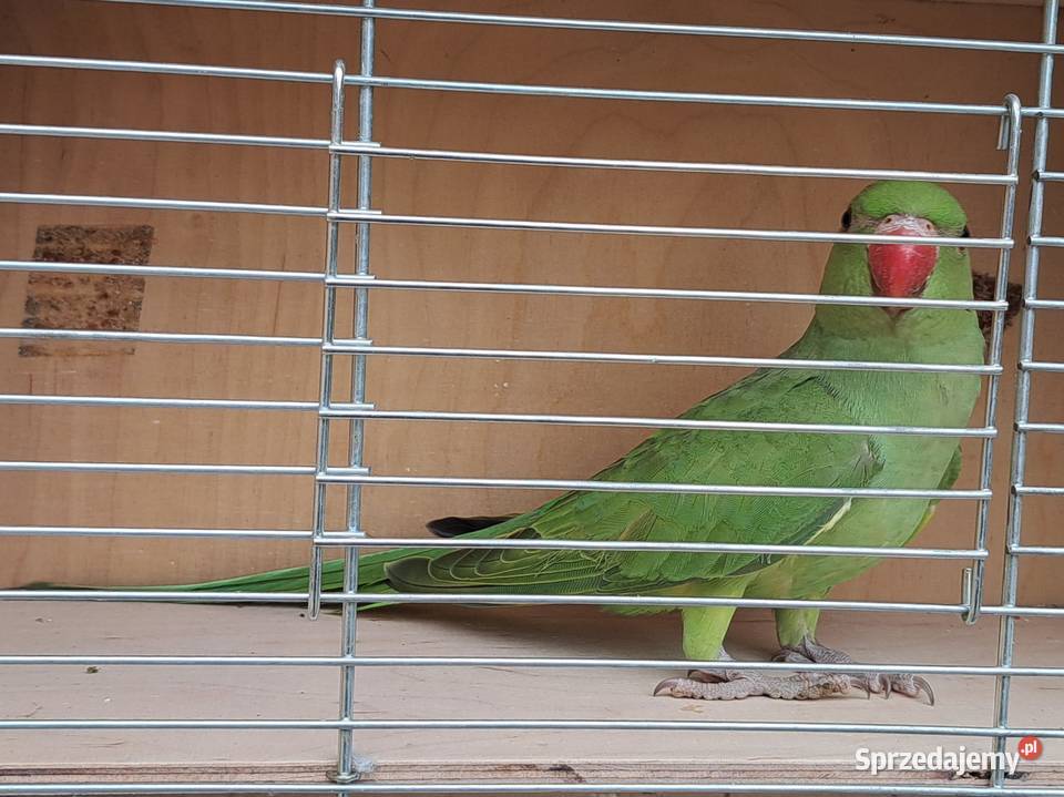 Papugi papużki faliste TCB Łask sprzedam