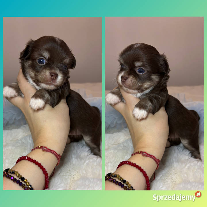 Chihuahua mini piesek czekoladowy długowłosy Bełchatów sprzedam