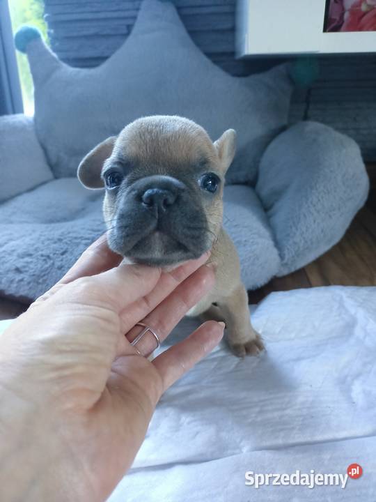 Buldogi francuskie merleblue fawn Szczecinek