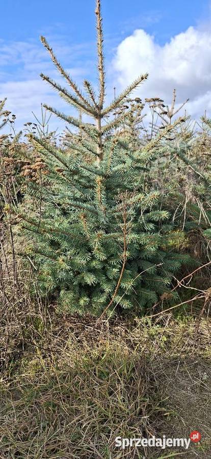 SWIERK CHOINKA Fajsławice sprzedam