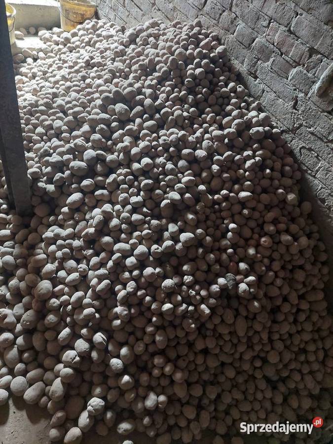 Ziemniak odpadowy sadzeniaki belarosa