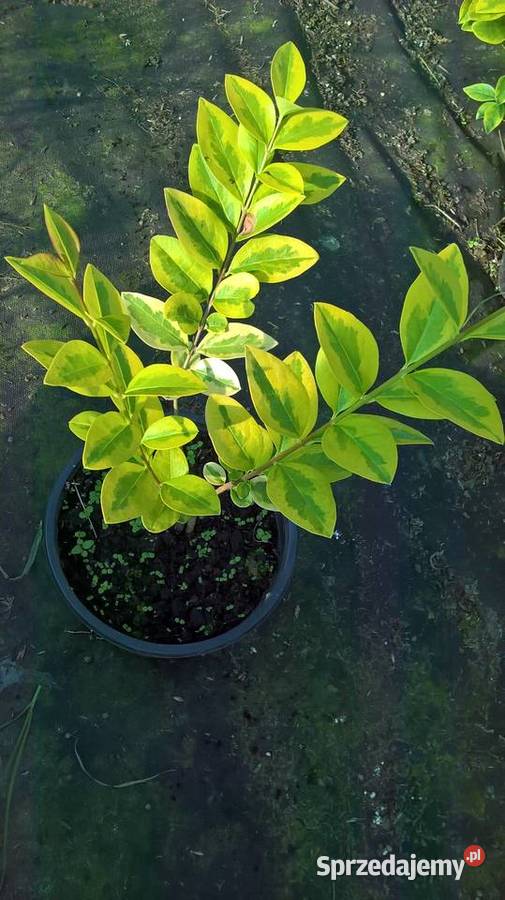 Ligustr Aurea Variegata Mszczonów