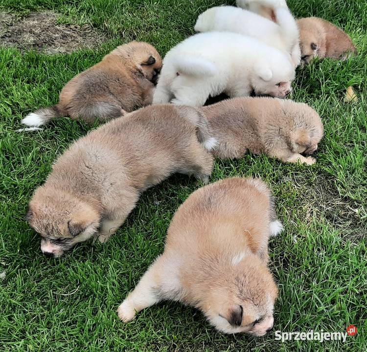 Akita Inu gotowe do zmiany domu Kock