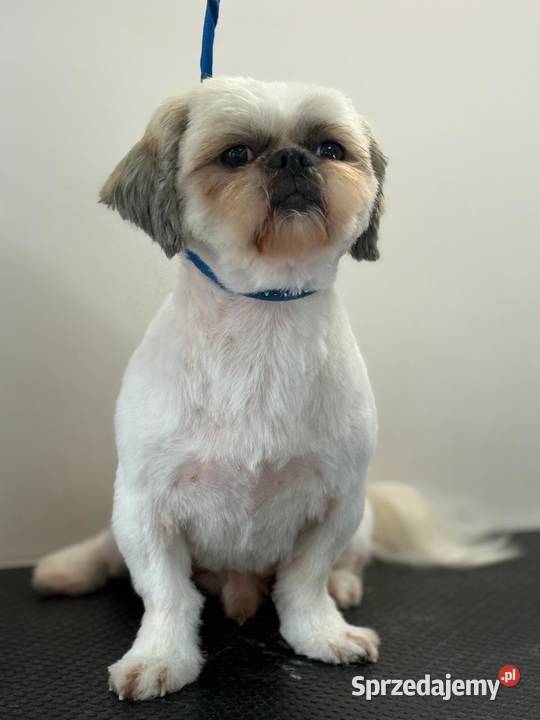 Strzyżenie czworonogów Szczecin Prawobrzeże usługa dla zwierząt