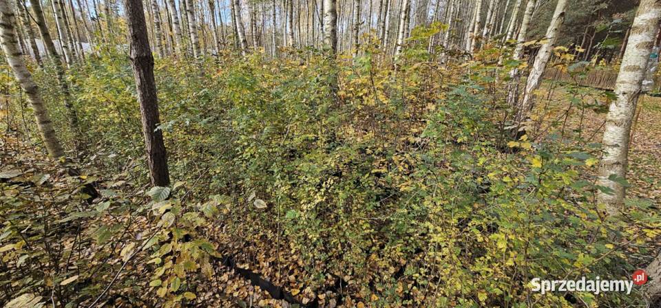 Kolczasty i tani żywopłot obronny Crataegus