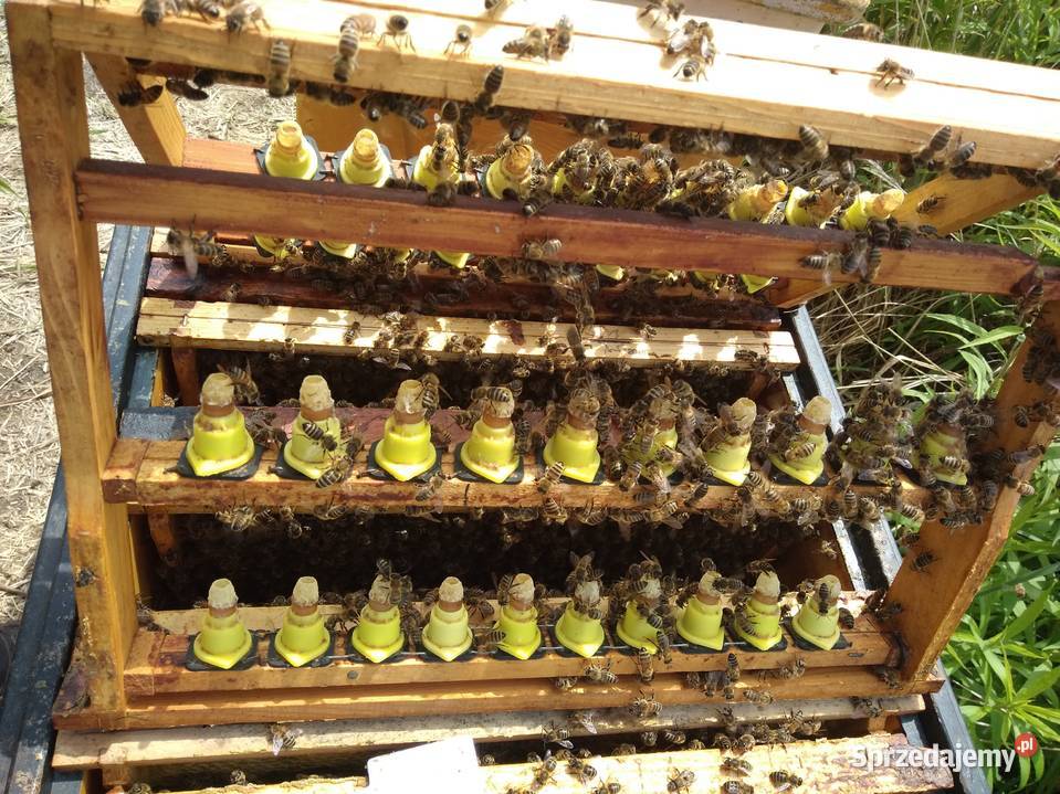 Matki pszczele HYG NieUnasiennione Buckfast Warszawa
