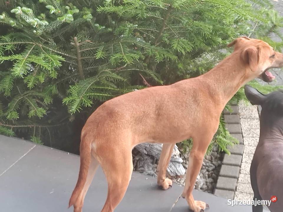 Xolo Meksykańczyk łódzkie