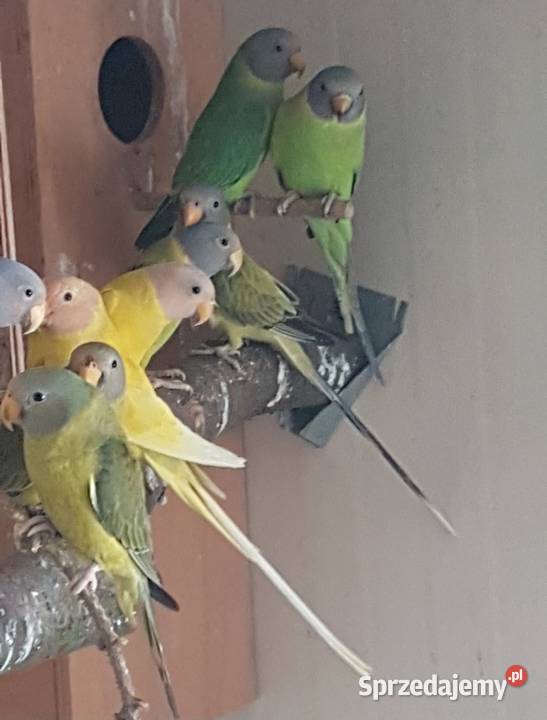 Aleksandretta śliwogłowa Ptaki