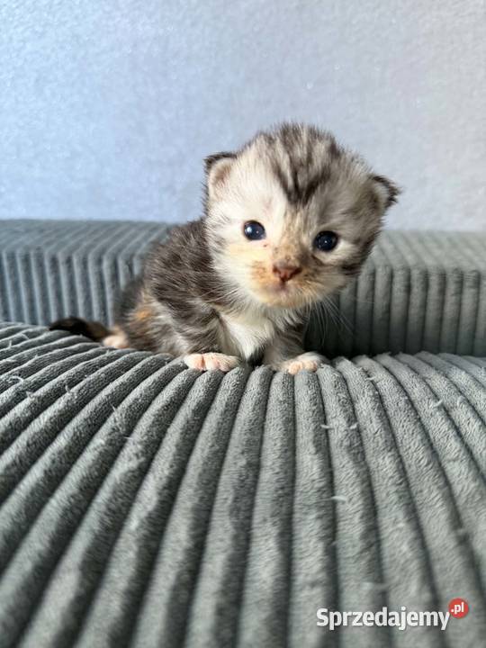 Maine Coon Starogard Gdański