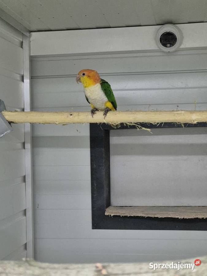 Barwinki pary lęgowe Ptaki Rakoniewice sprzedam