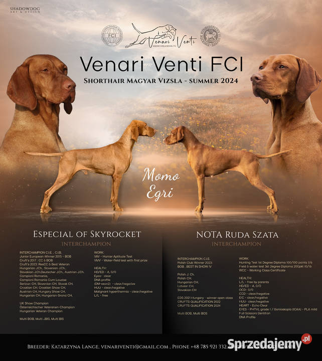 Wyżeł węgierski szczeniak FCI Warszawa