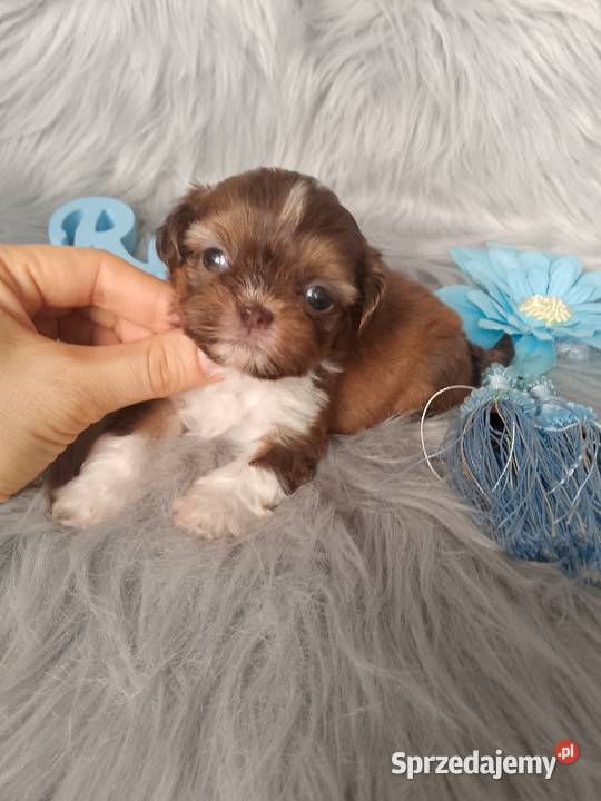 Śliczny piesek rasy ShihTzu czekoladowy opolskie Kluczbork