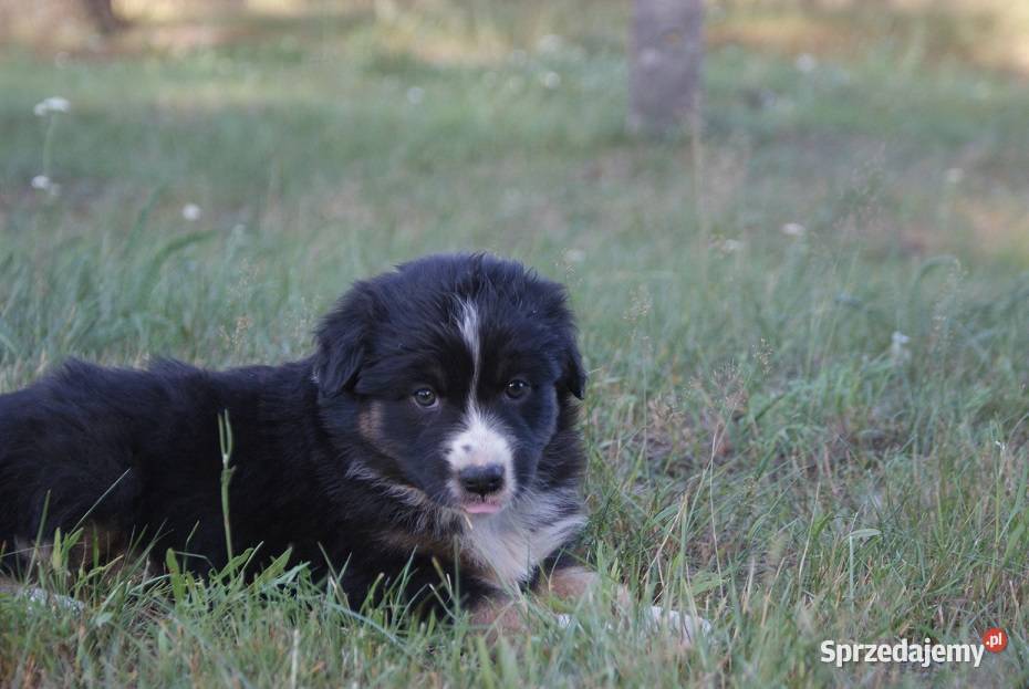 Owczarek australijski Warszawa sprzedam