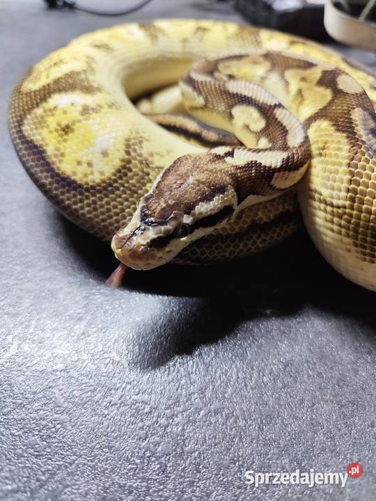 Pyton Królewski samiec do adopcji Pruszków