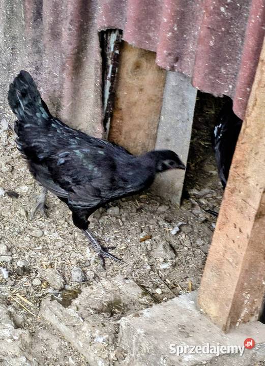 Sprzedam parę kur ayam cemani Gierałtowice