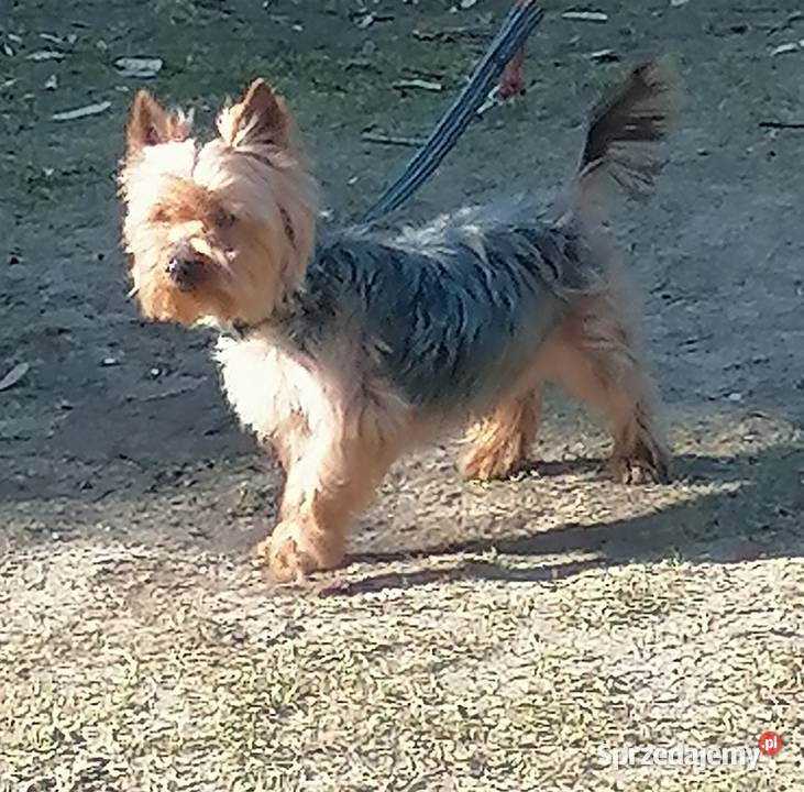 Yorkpiesek mazowieckie Falęcice