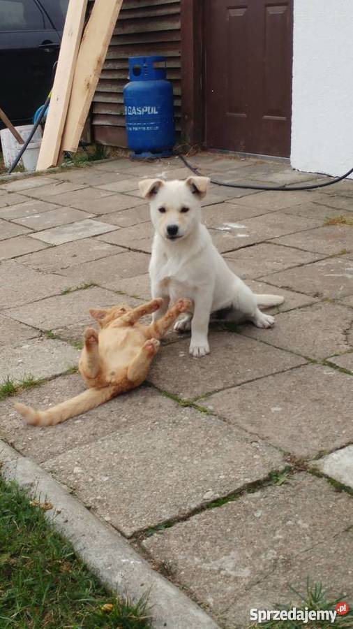 Oddam suczkę w ręce Psy Gorzów Wielkopolski