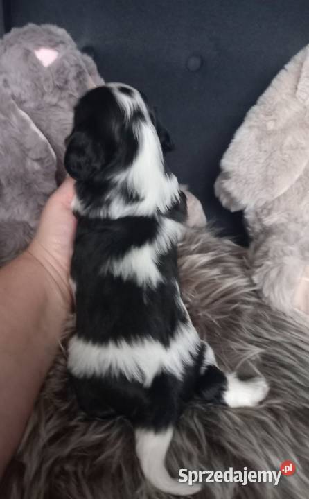 Cavalier King Charles Spaniel Cavalier King Charles Spaniel Strzelce Opolskie