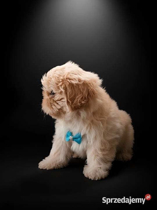 Ostatni piękny piesek Shih Tzu szuka domku Shih Tzu opolskie Namysłów