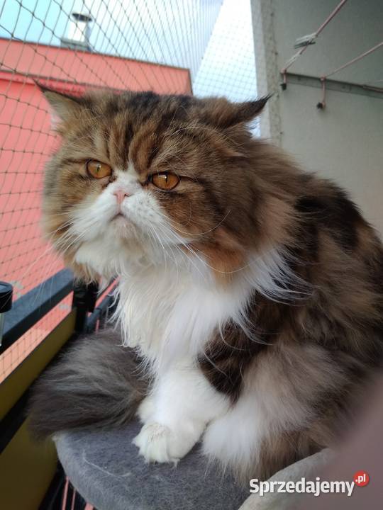 Kot perski reproduktor