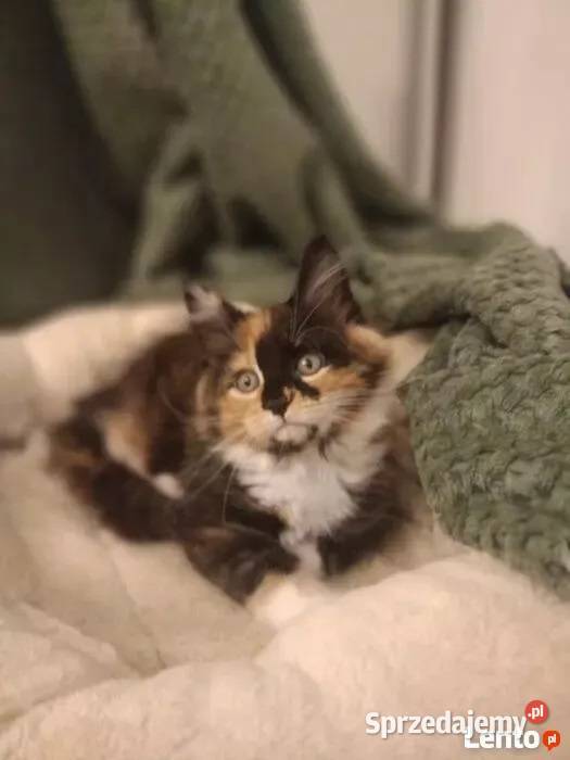Kotka Maine Coon Rodowód FPL Bytom Odrzański