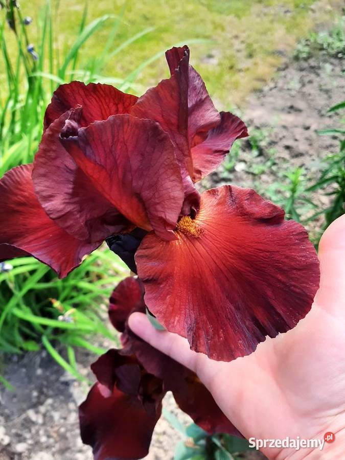 Kosaciec Irys mix kolorów Lublin