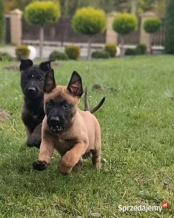 Owczarek belgijski malinois Zwierzęta Radgoszcz