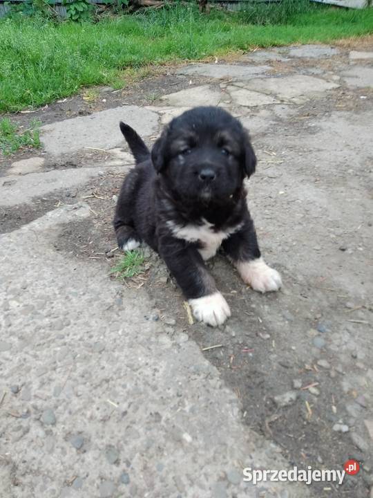 Sprzedam szczeniaki owczarek kaukaski Psy Staszów