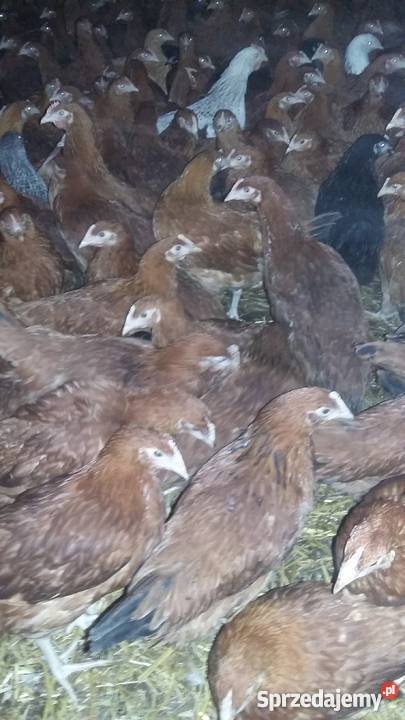 Kury Nioski Lohmann BrownRosa Leghorn